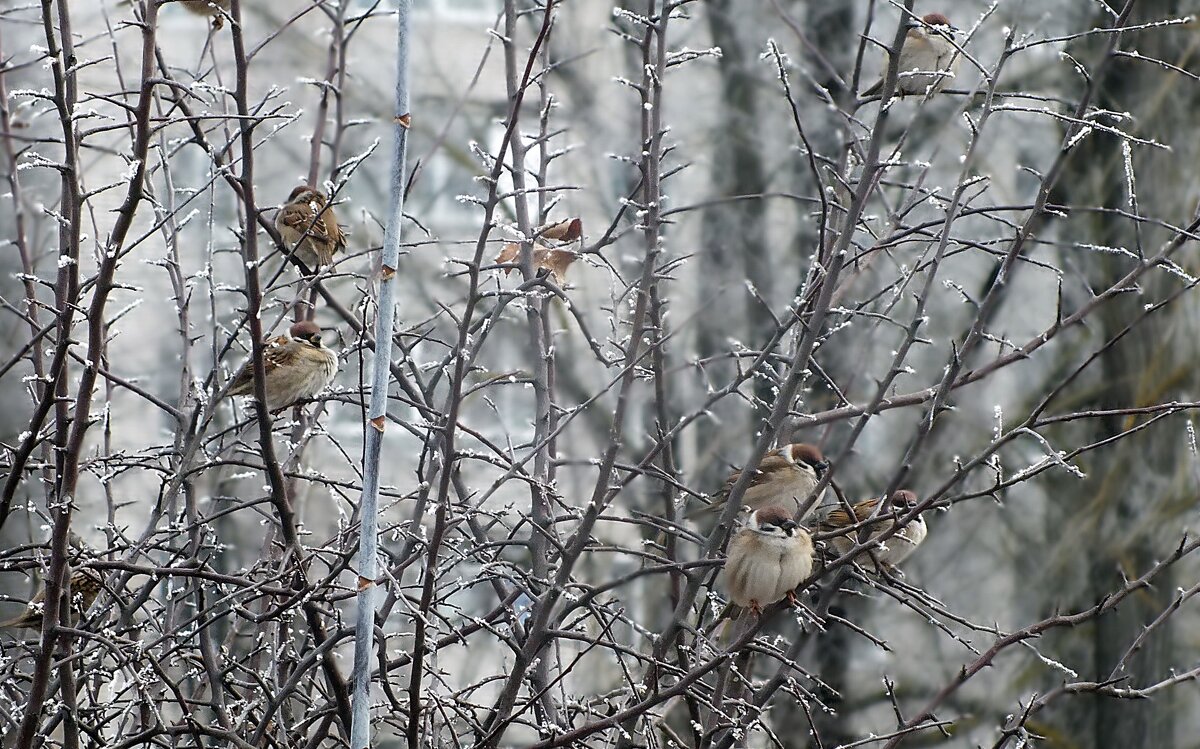 ** - Зоя Мишина ** - Зоя Мишина