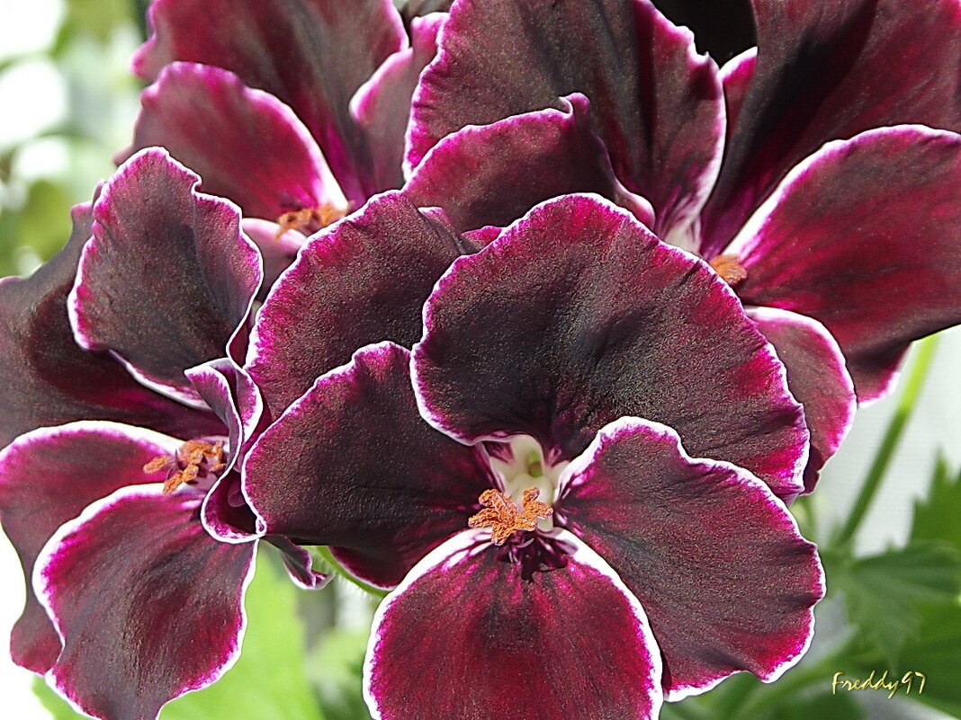 Герань - Freddy 97