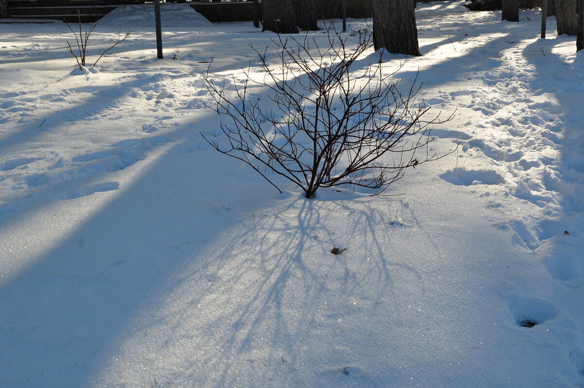 Солнечный день в феврале - Татьяна Машошина