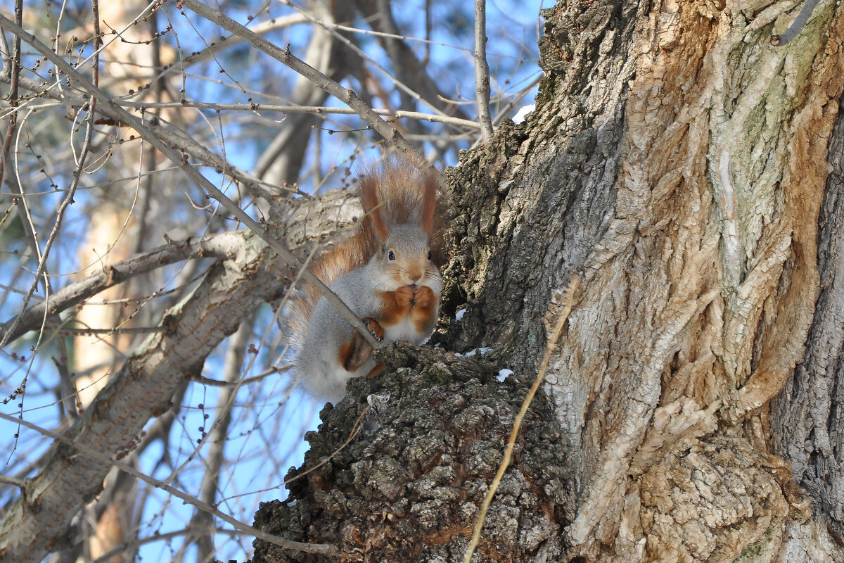 Белочка с орешком - Татьяна Машошина Белочка с орешком - Татьяна Машошина