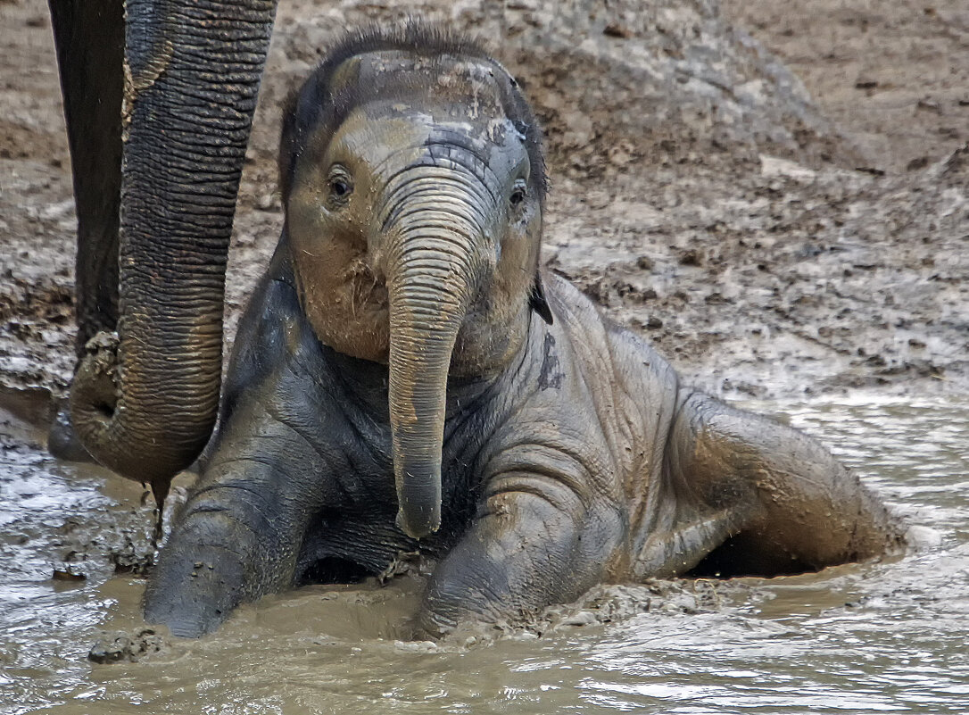 Малыш - Андроник Александр Малыш - Андроник Александр
