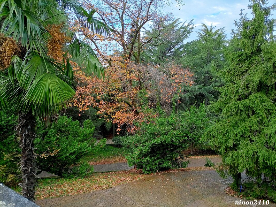 Адлер. Дендропарк "Южные культуры" - Нина Бутко Адлер. Дендропарк "Южные культуры" - Нина Бутко