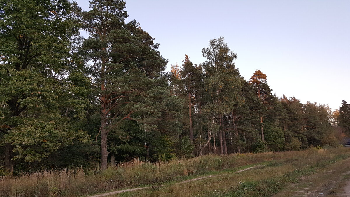 Лосиный остров, Московская область - Валентина Подгорная