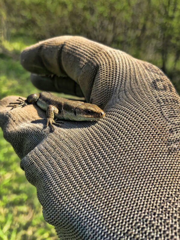 Ящерка. - Станислав Мутовин