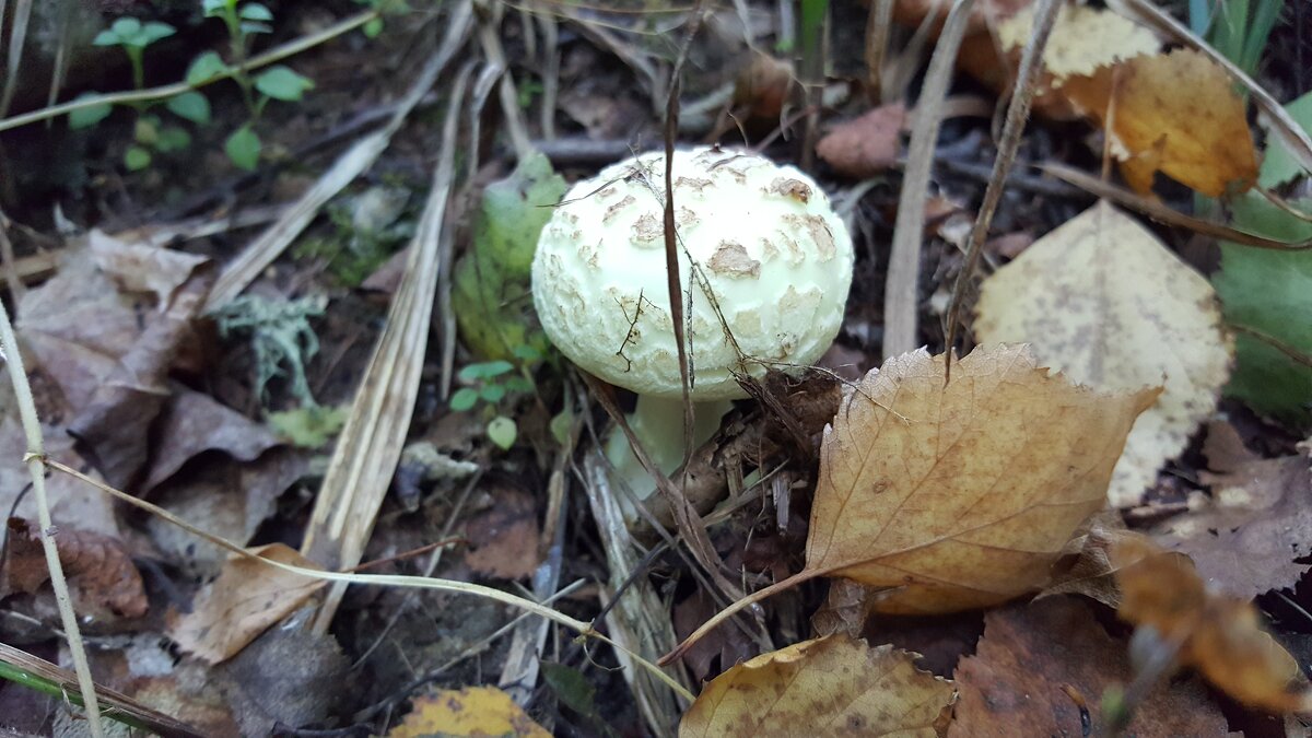 Грибочек - Валентина Подгорная Грибочек - Валентина Подгорная