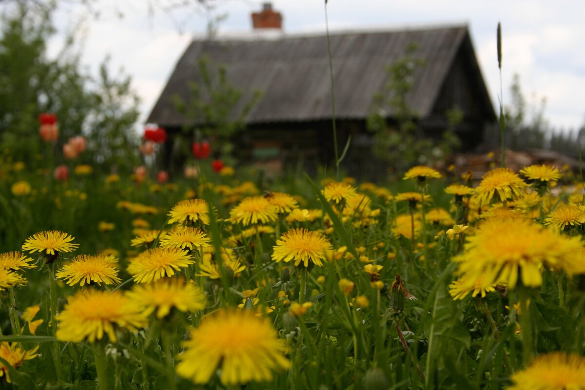 Ещё чуть чуть, и вино сделаем..По теме произведения Брэдбери "Вино из одуванчиков".. - Вячеслав Владимирович