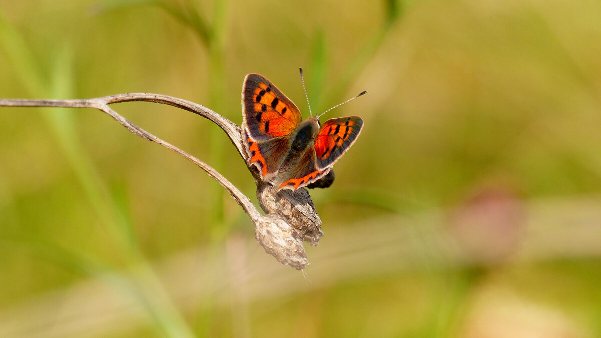 опять про бабочек 344 - Александр Прокудин опять про бабочек 344 - Александр Прокудин