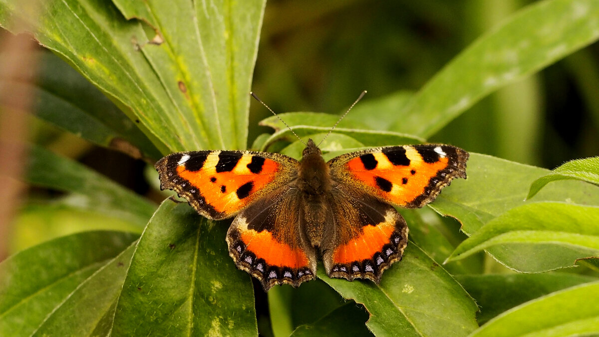 опять про бабочек 347 - Александр Прокудин опять про бабочек 347 - Александр Прокудин