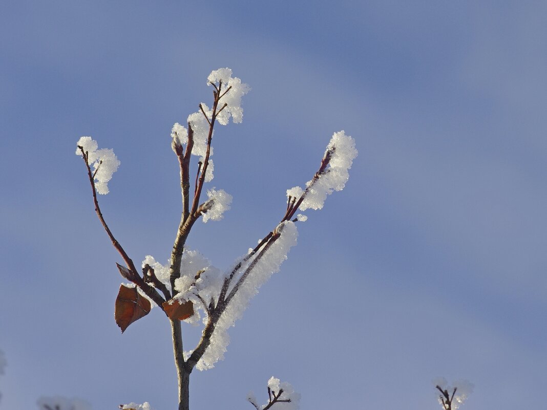 Снег на ветке - Сергей Швечков Снег на ветке - Сергей Швечков