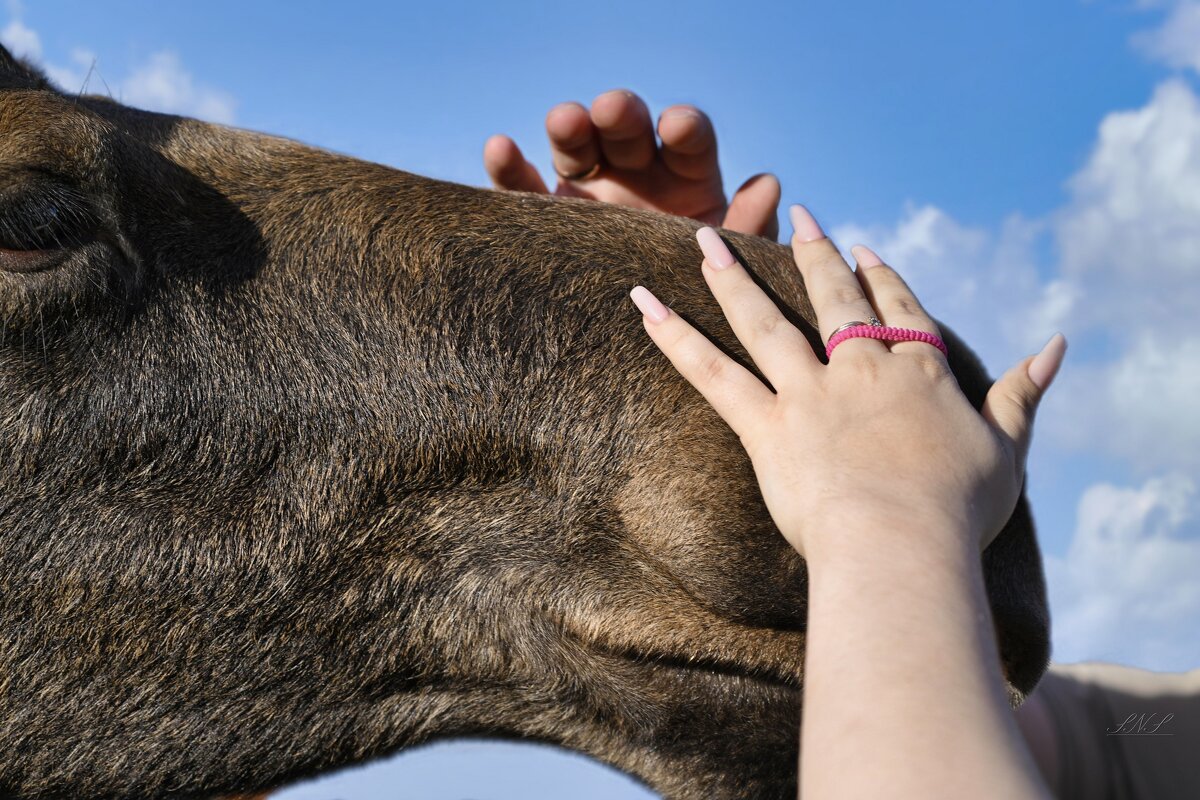 Ласковый друг - Николай Соколухин