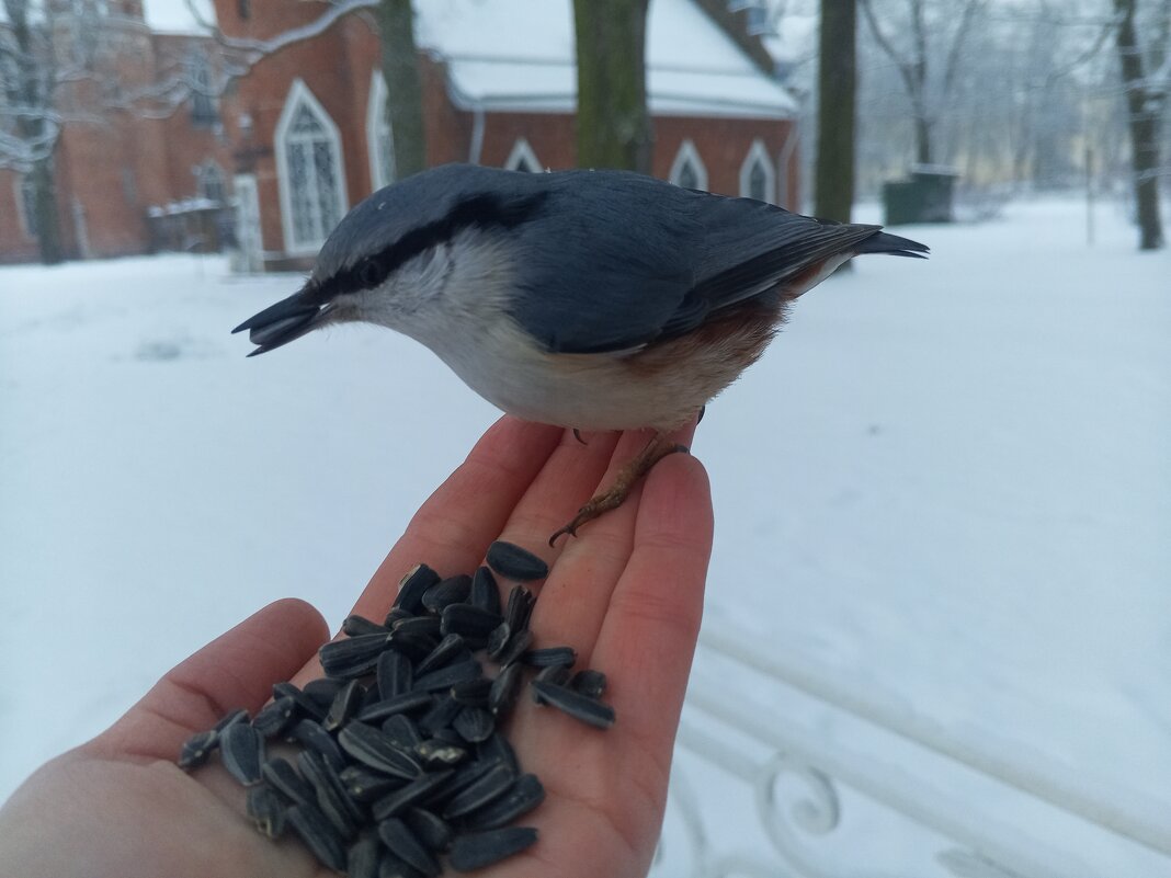 Поползень - Сапсан 