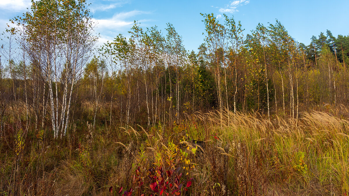 Осенний пейзаж - Владимир Лазарев Осенний пейзаж - Владимир Лазарев