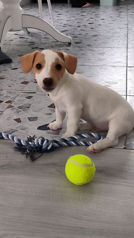 Арни - новый член семьи. - Ольга 