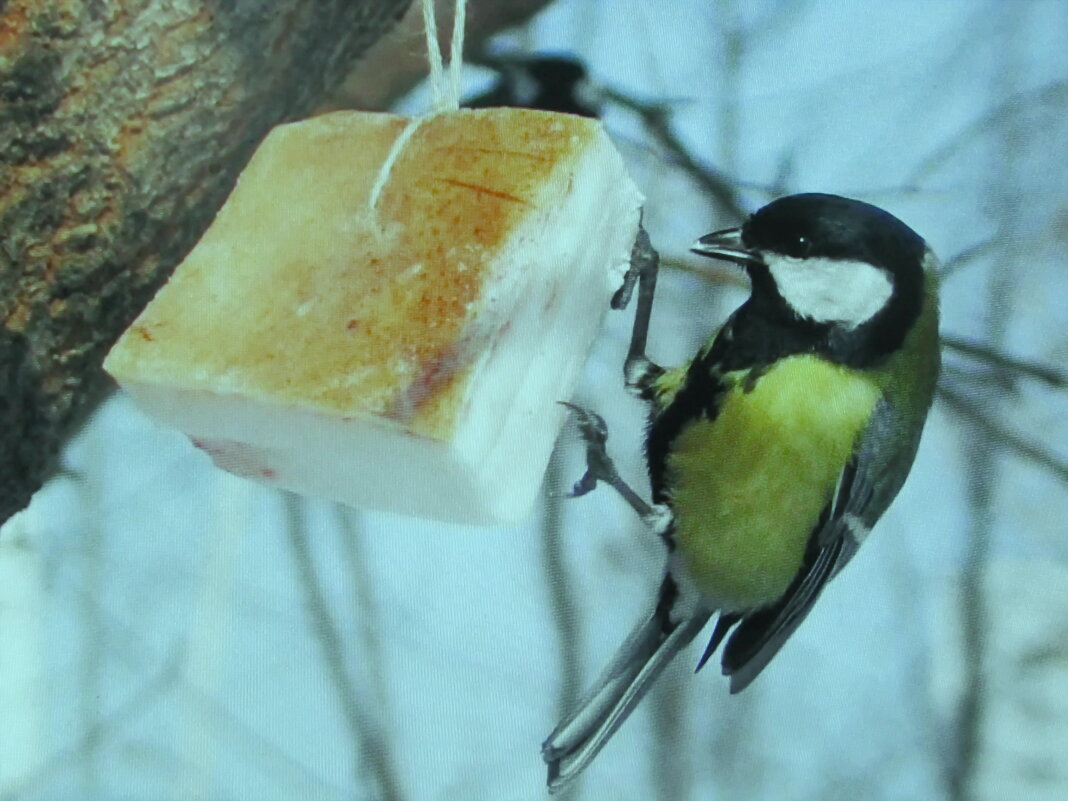 Любительница сала - Людмила Смородинская Любительница сала - Людмила Смородинская