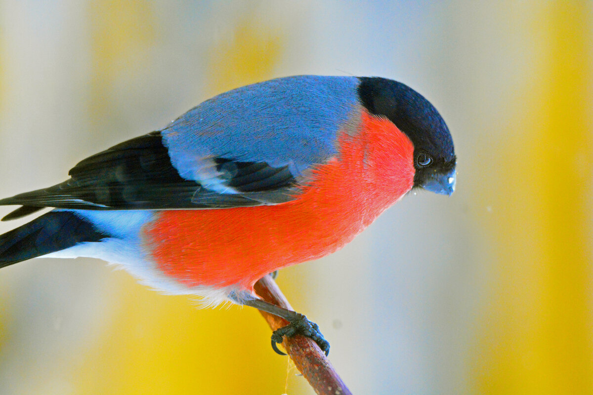 снегири вы мои снегири-взгляд - леонид логинов снегири вы мои снегири-взгляд - леонид логинов