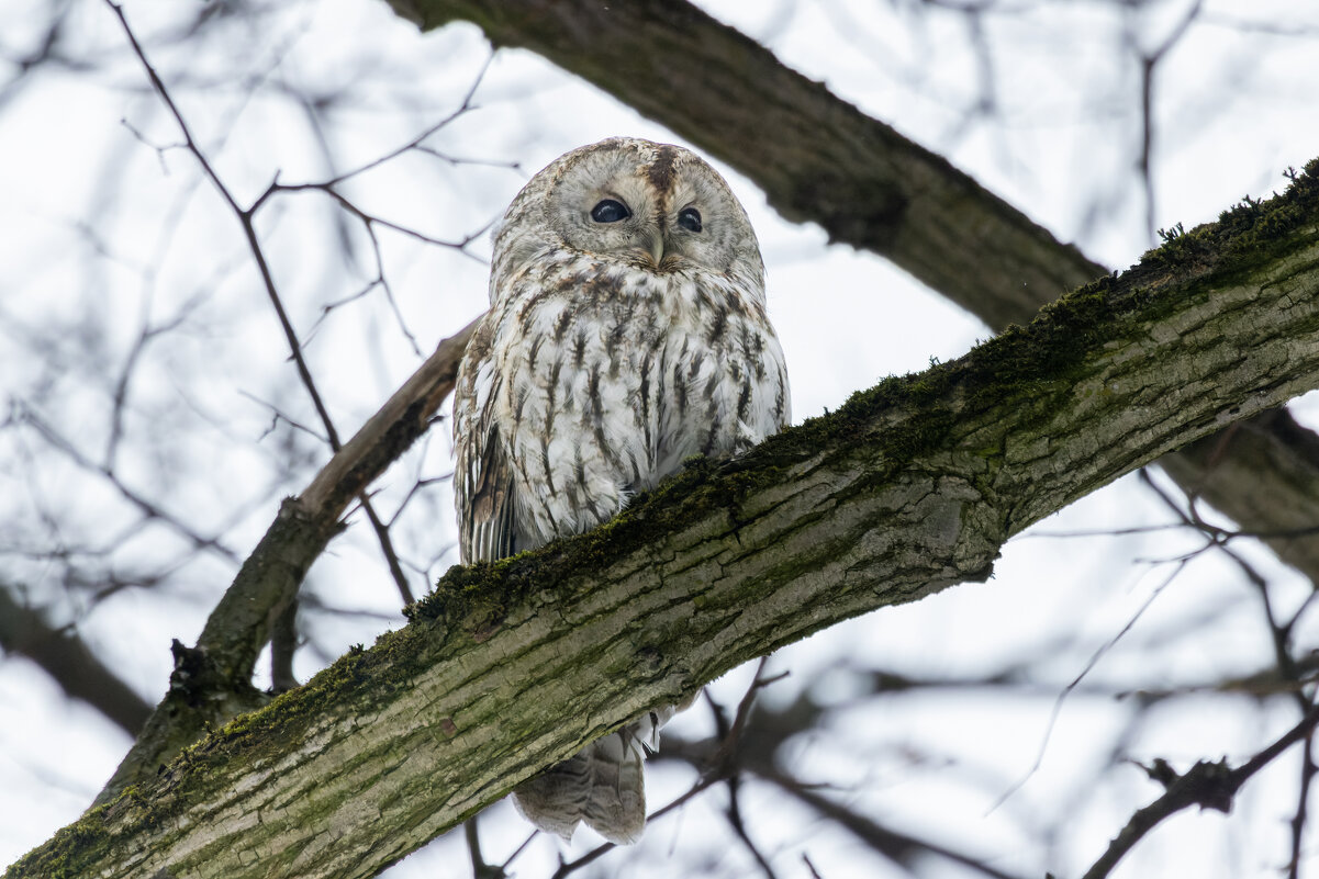 серая неясыть. - юрий макаров