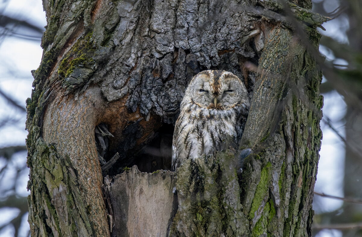 серая неясыть. - юрий макаров