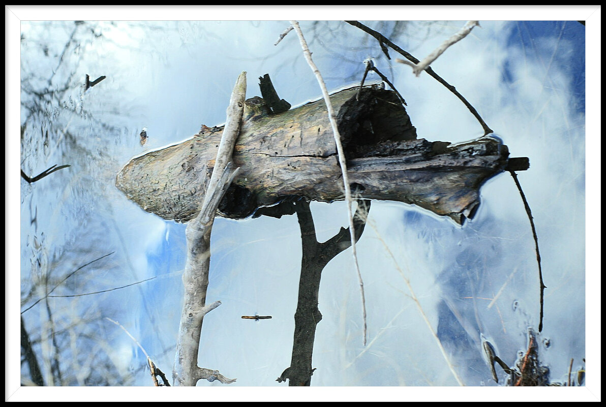 2 - Гонорий Голопупенко