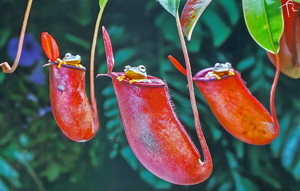 "И стол и дом". автор Лам Сун Так. Малайзия. " - ИРЭН@ . "И стол и дом". автор Лам Сун Так. Малайзия. " - ИРЭН@ .