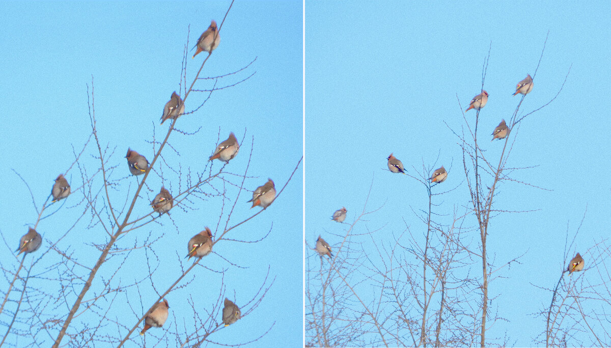 свиристель - Лера свиристель - Лера
