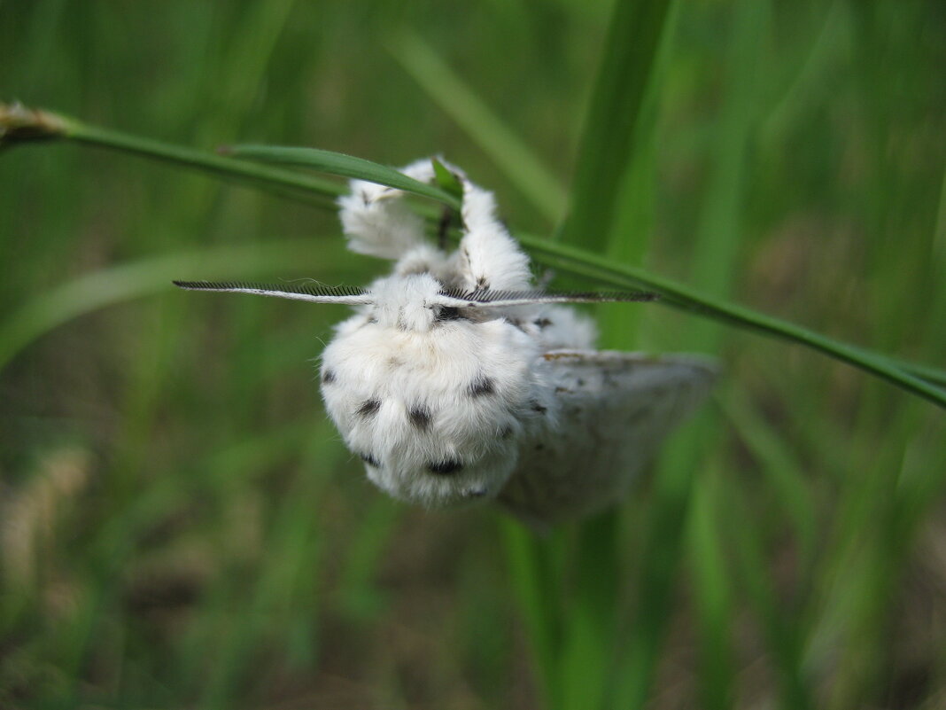 Гарпия белая - Anna Ivanova Гарпия белая - Anna Ivanova