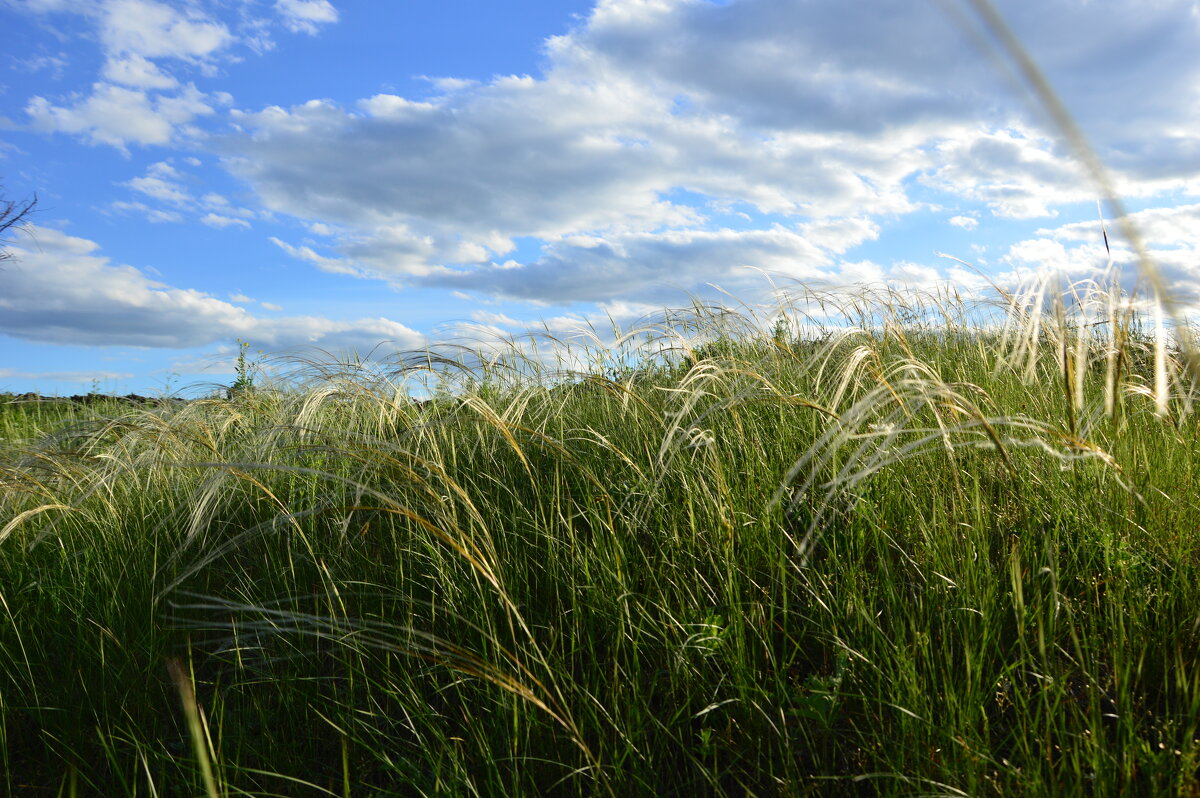Ковыль. - Виктор 