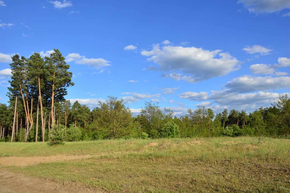Донская степь. - Виктор 