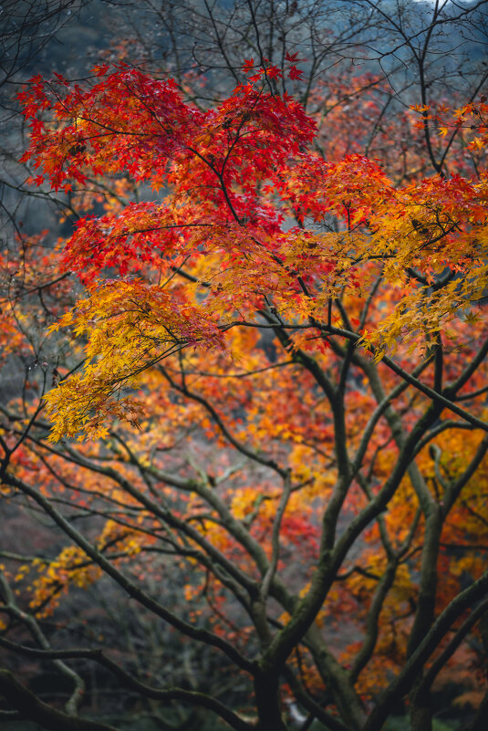 Осень - Дмитрий Осень - Дмитрий