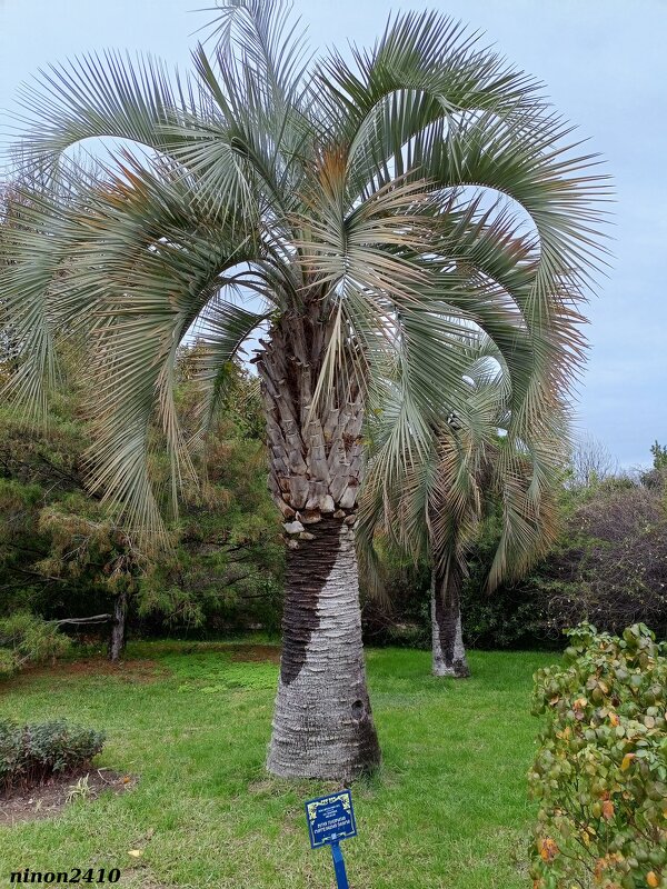 Адлер. Дендропарк "Южные культуры" - Нина Бутко