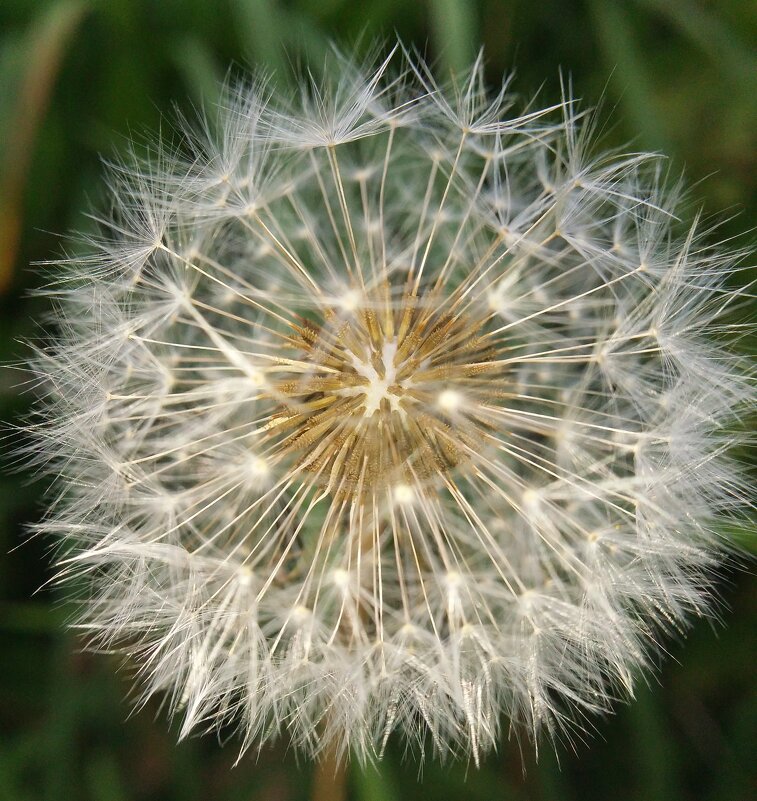 Одува́нчик {Taráxacum} - Александр Кольцов Одува́нчик {Taráxacum} - Александр Кольцов