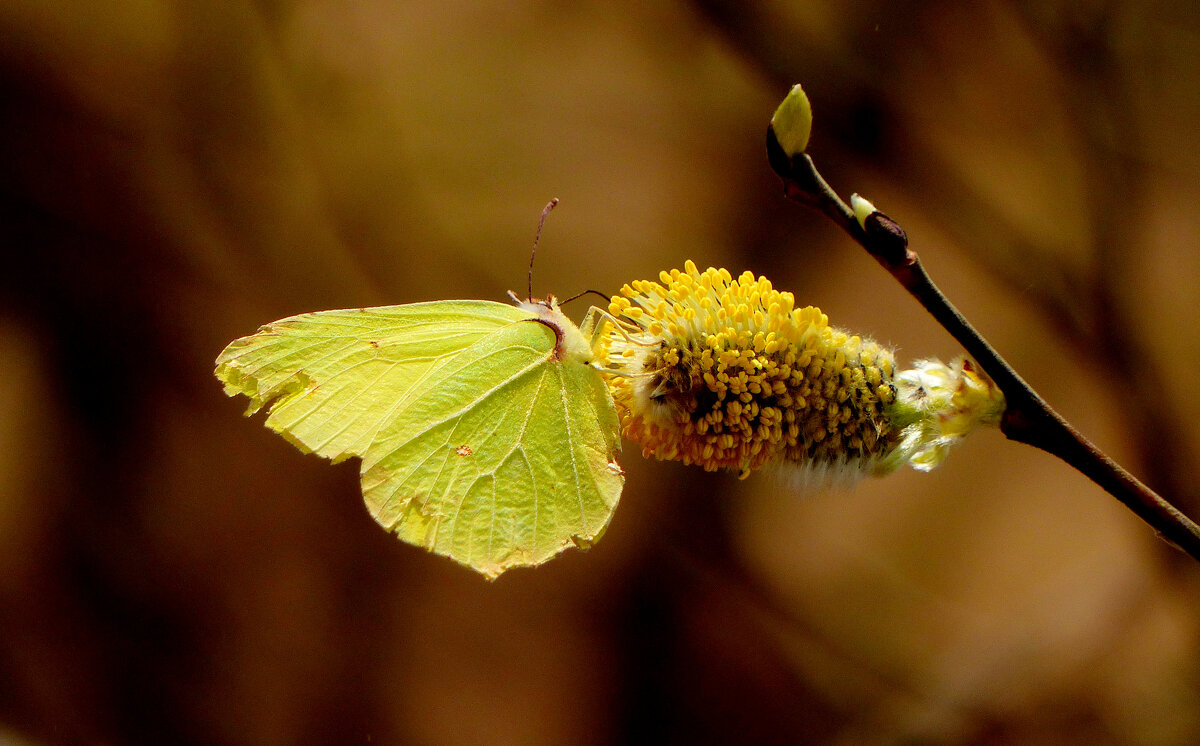 опять про бабочек 349 - Александр Прокудин опять про бабочек 349 - Александр Прокудин