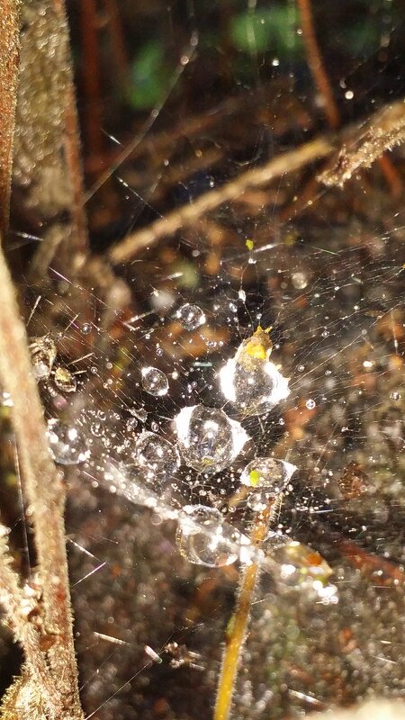 добыча паука - Наталия Кольцова