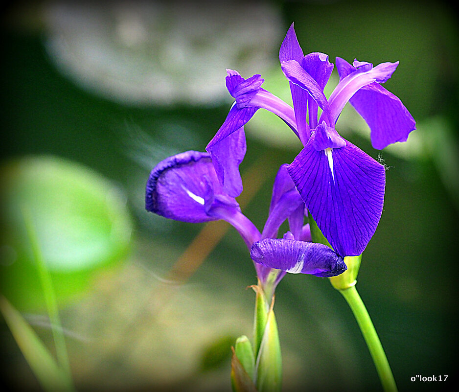 поцелуй от природы - Олег Лукьянов поцелуй от природы - Олег Лукьянов