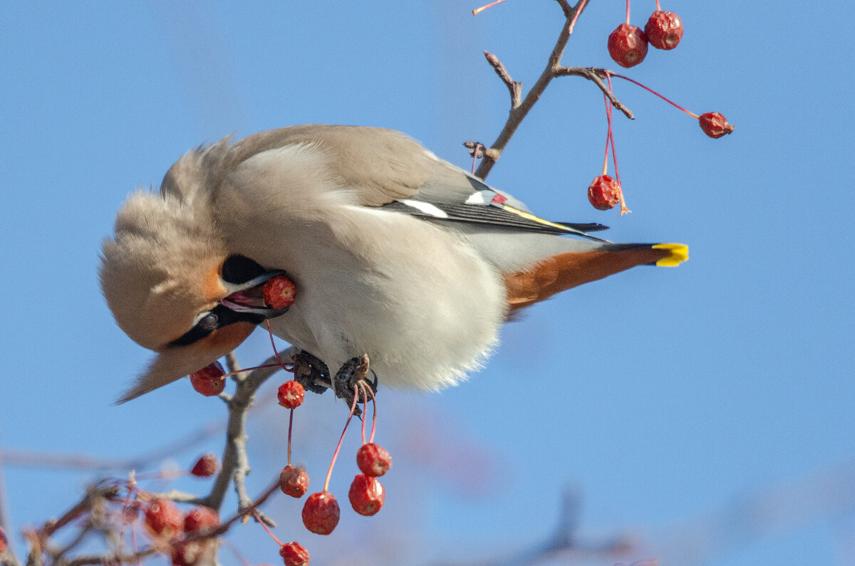 Свиристель. - Виктор Иванович Чернюк