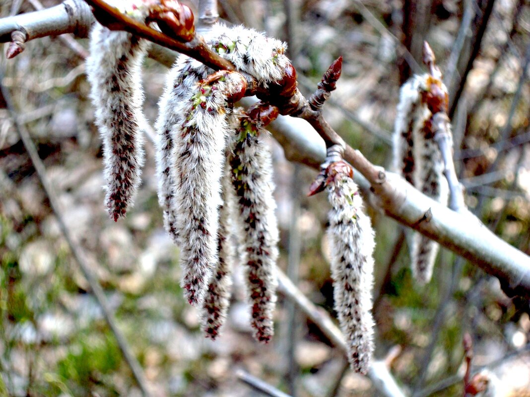 весна - марта Камушкина