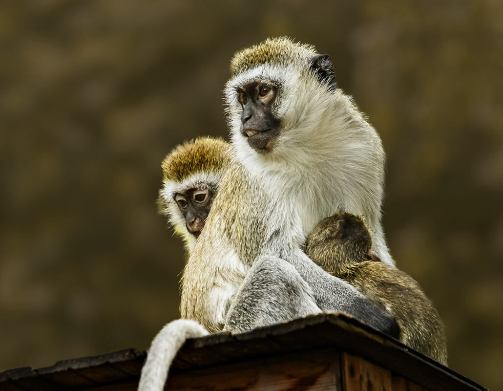 Мартышка - SanSan 