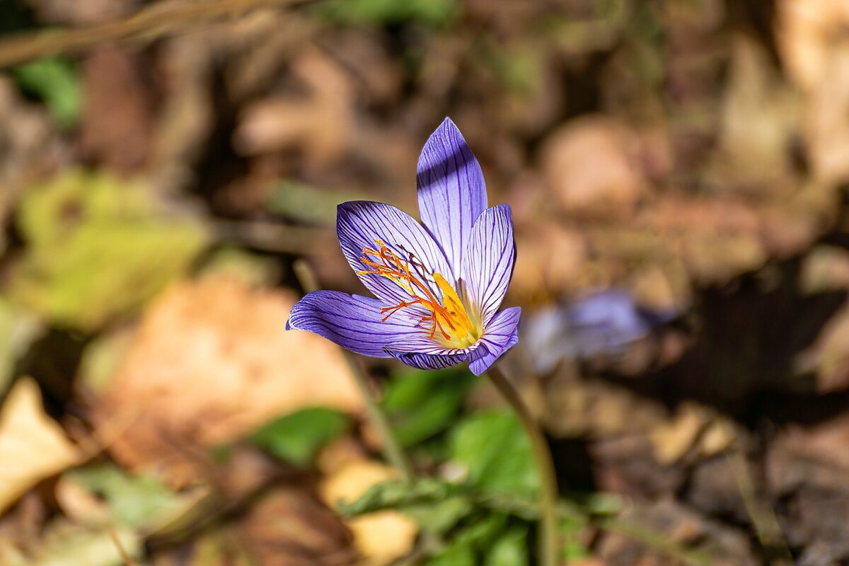 Шафран или крокус - Игорь Сикорский Шафран или крокус - Игорь Сикорский
