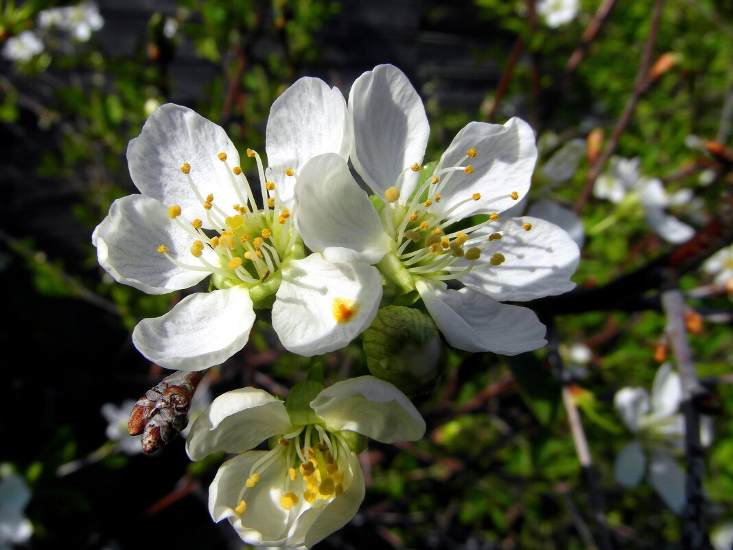 Про весну. - nadyasilyuk Вознюк
