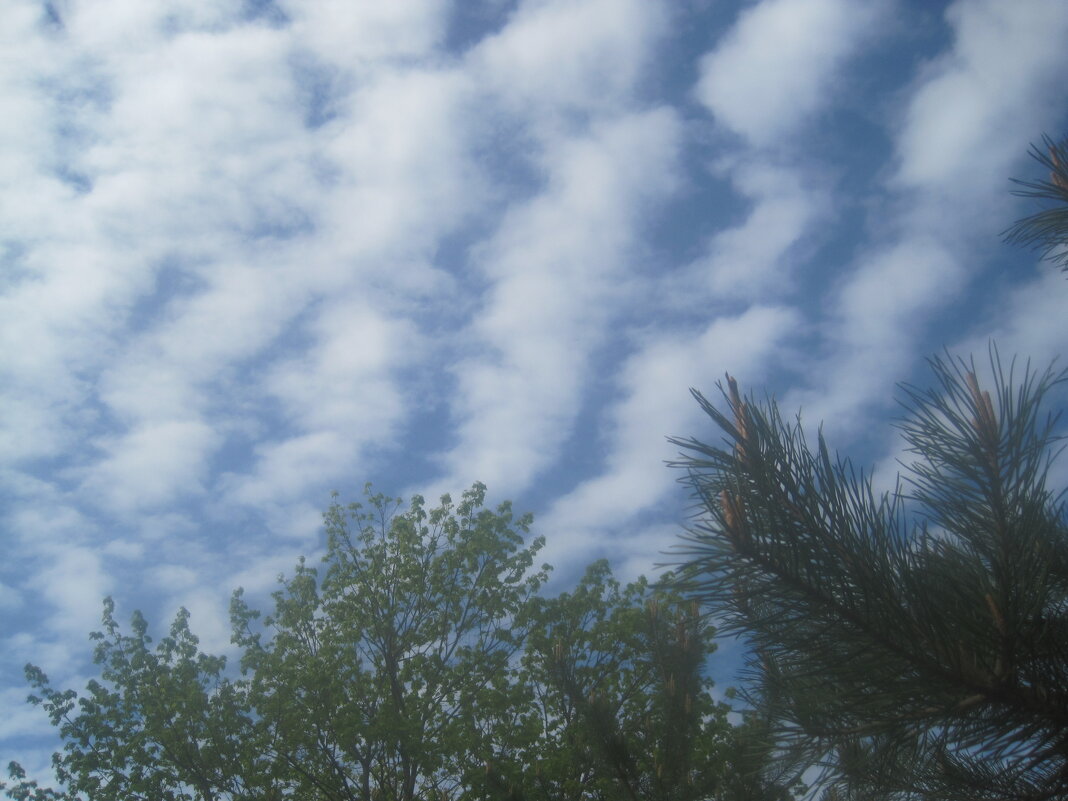 Весеннее небо - Елена Семигина Весеннее небо - Елена Семигина