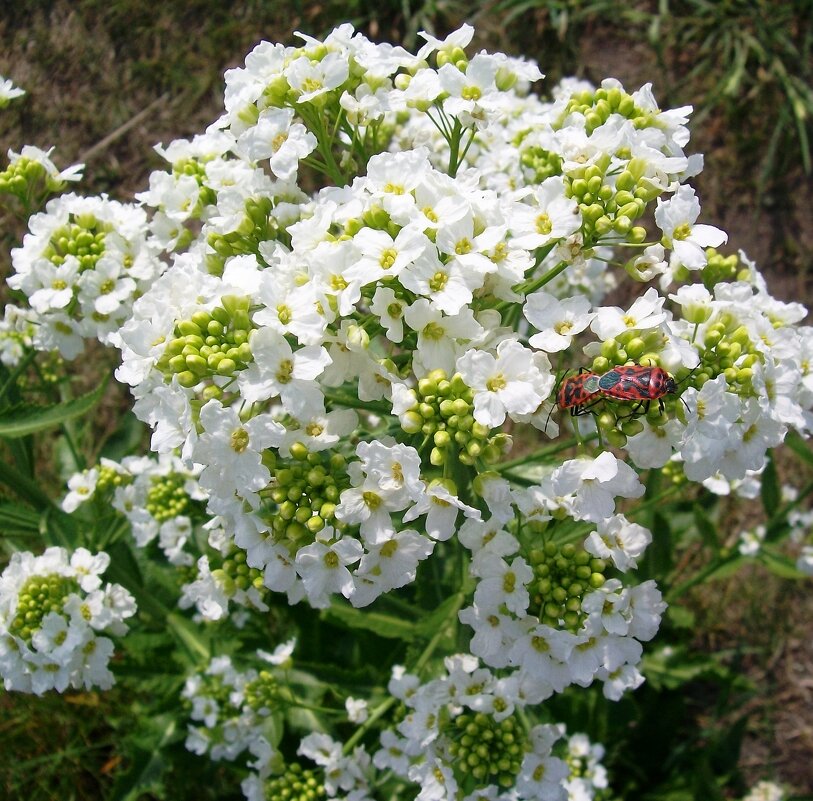 Хрен цветёт - Galaelina ***
