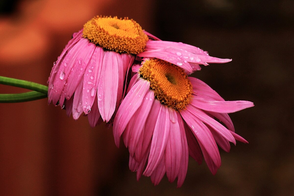 Это просто любовь - Юрий. Шмаков Это просто любовь - Юрий. Шмаков