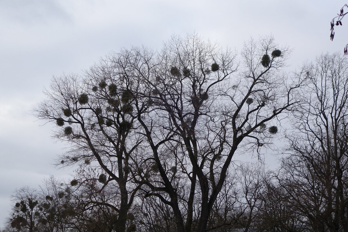 Омела на деревьях - Рита Симонова Омела на деревьях - Рита Симонова