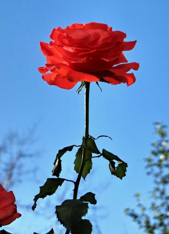 Роза в прихрамовом полисаднике - Сергей Б. Роза в прихрамовом полисаднике - Сергей Б.