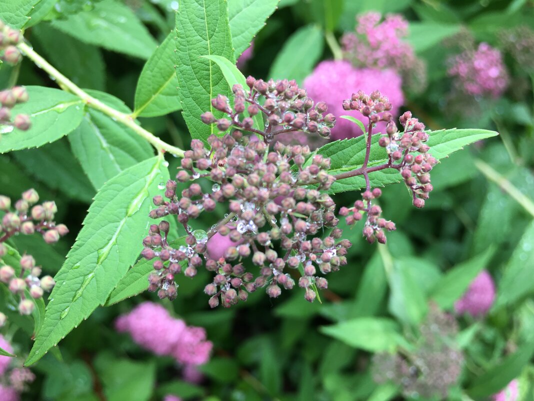 ***дождик жажду утолил*** - Olga Oskolkova ***дождик жажду утолил*** - Olga Oskolkova