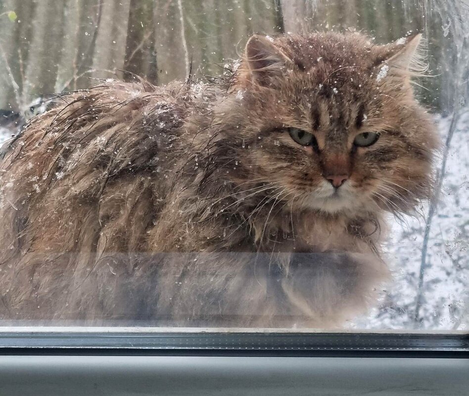 У нас сегодня снег... - Наталья 