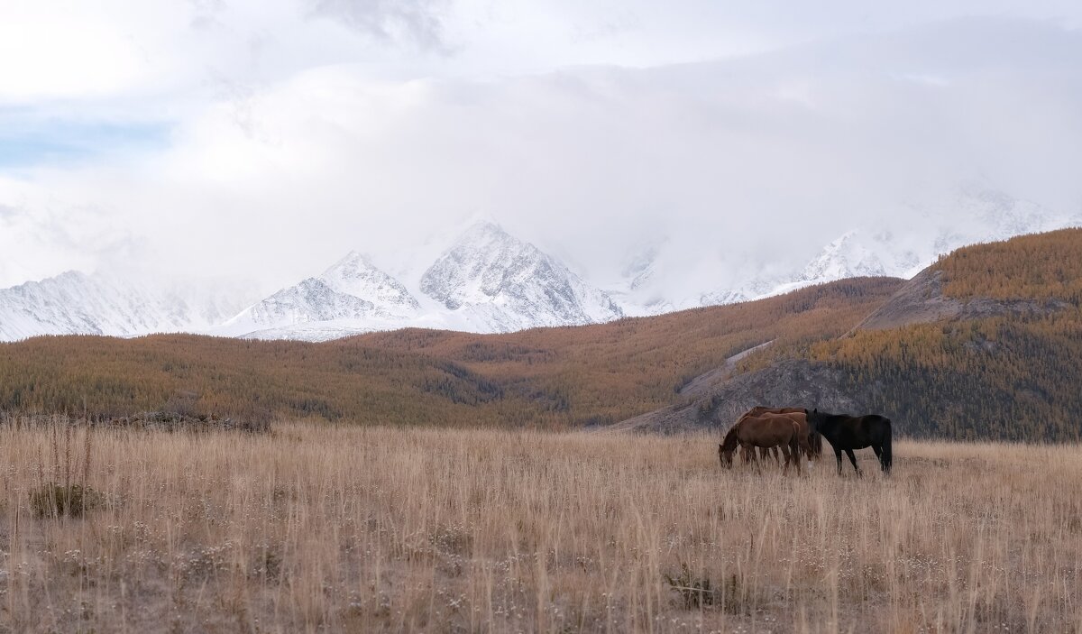 Алтайское утро - Марина Фомина. Алтайское утро - Марина Фомина.