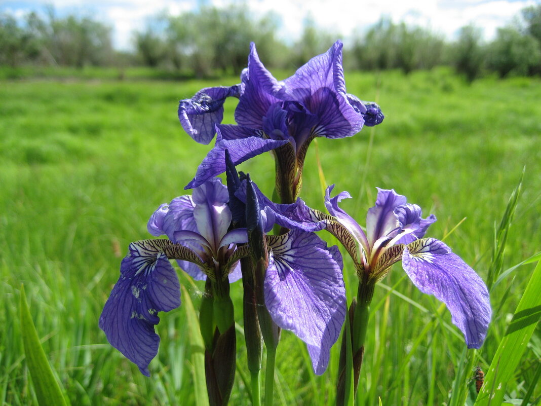 Касатики - Anna Ivanova