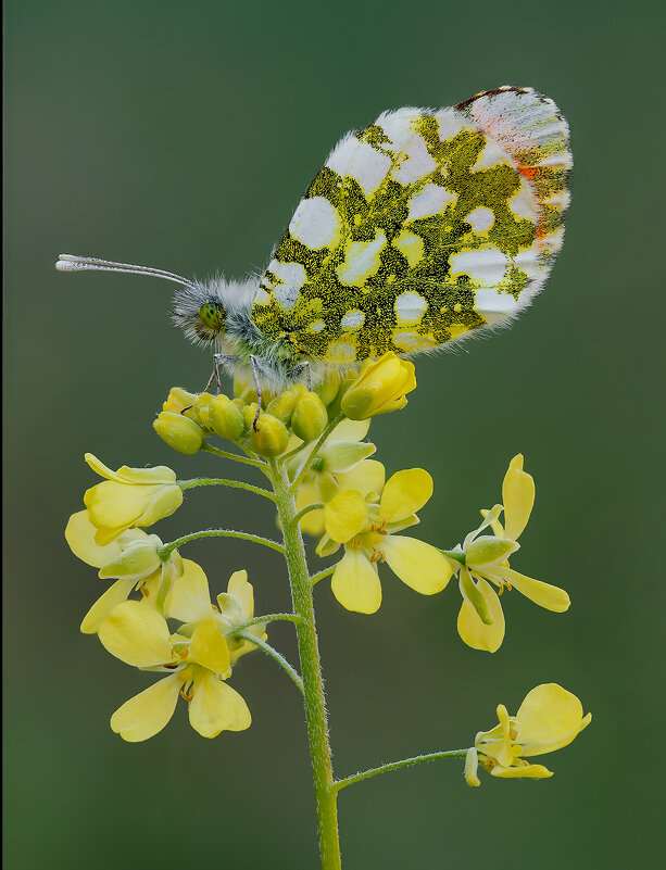 Бабочка Зорька,аврора.Anthocharis cardamines - Александр Григорьев Бабочка Зорька,аврора.Anthocharis cardamines - Александр Григорьев