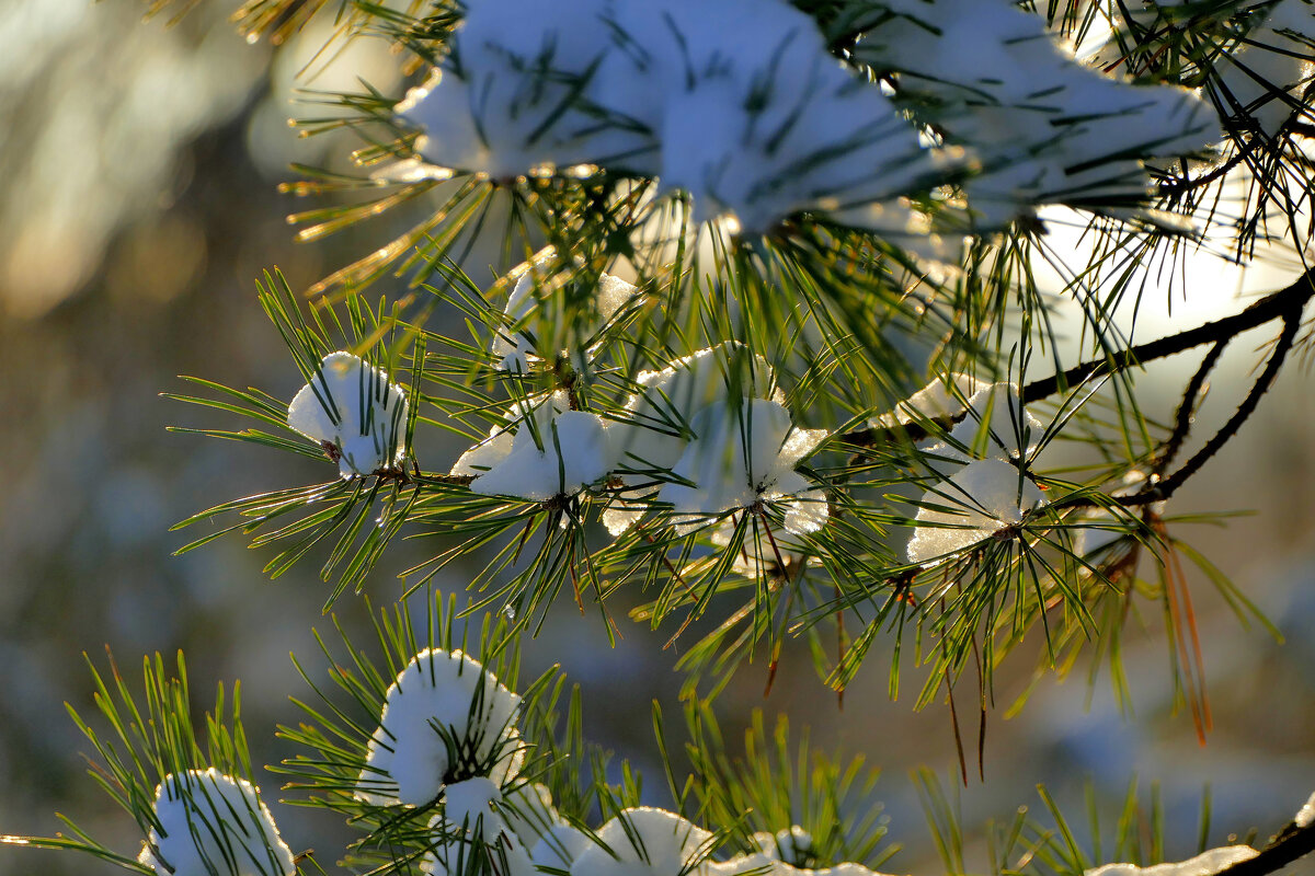 флора сегодняшнего утра 1 - Александр Прокудин флора сегодняшнего утра 1 - Александр Прокудин