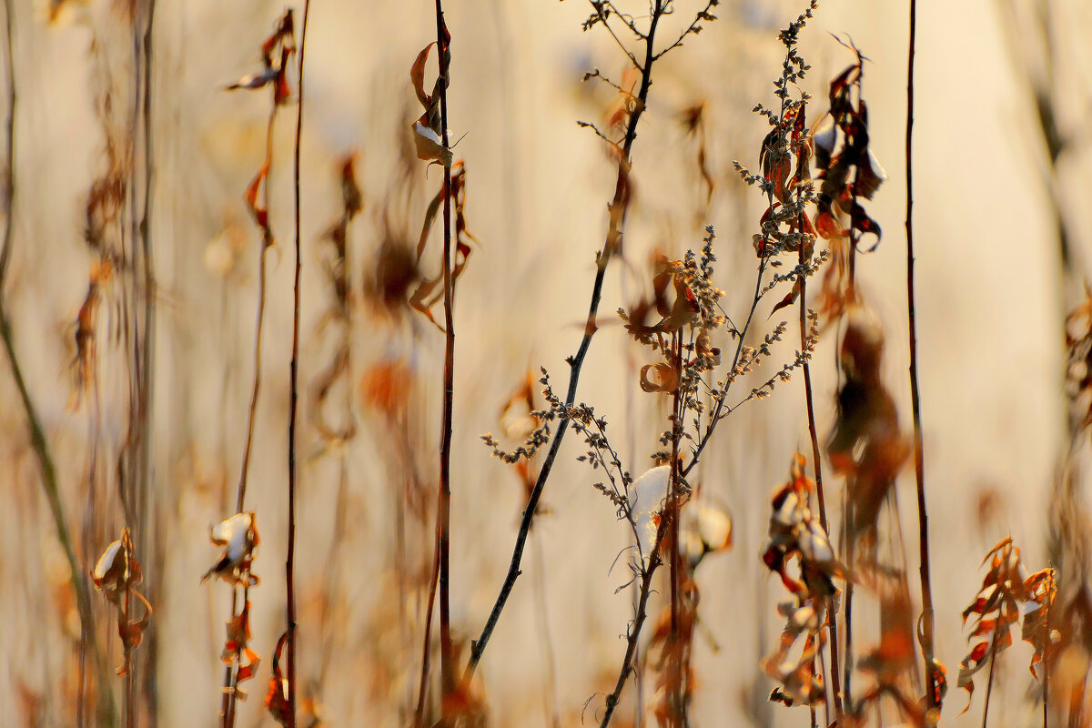 флора сегодняшнего утра 3 - Александр Прокудин